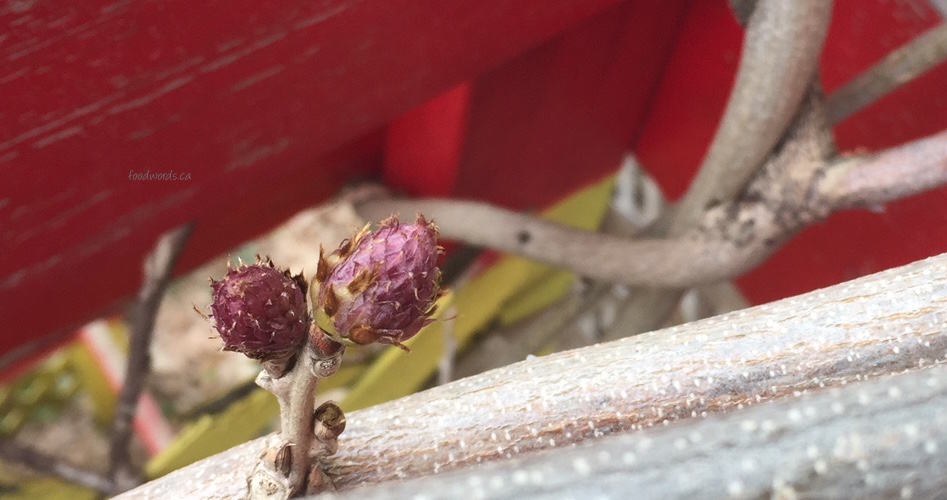 new wisteria bud